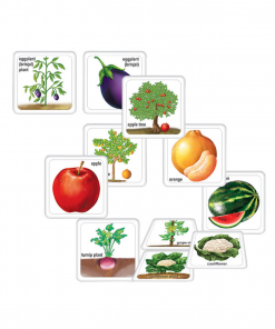Alternative view of Fruits, Vegetables & their Plants