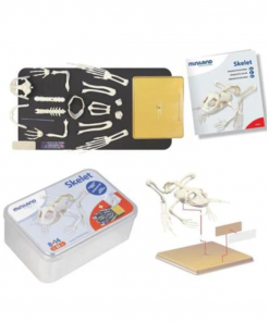 Frog Skeleton Assembly Kit